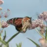 Imagen de perfil de Alex Butterfly