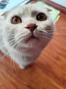 Profile picture of Meobeo262