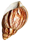 Profile picture of Friend of the Snails ✿